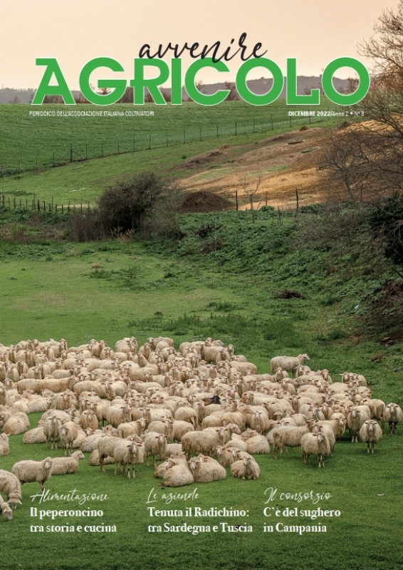 gregge di pecore, pascolo, collina verde, campagna
